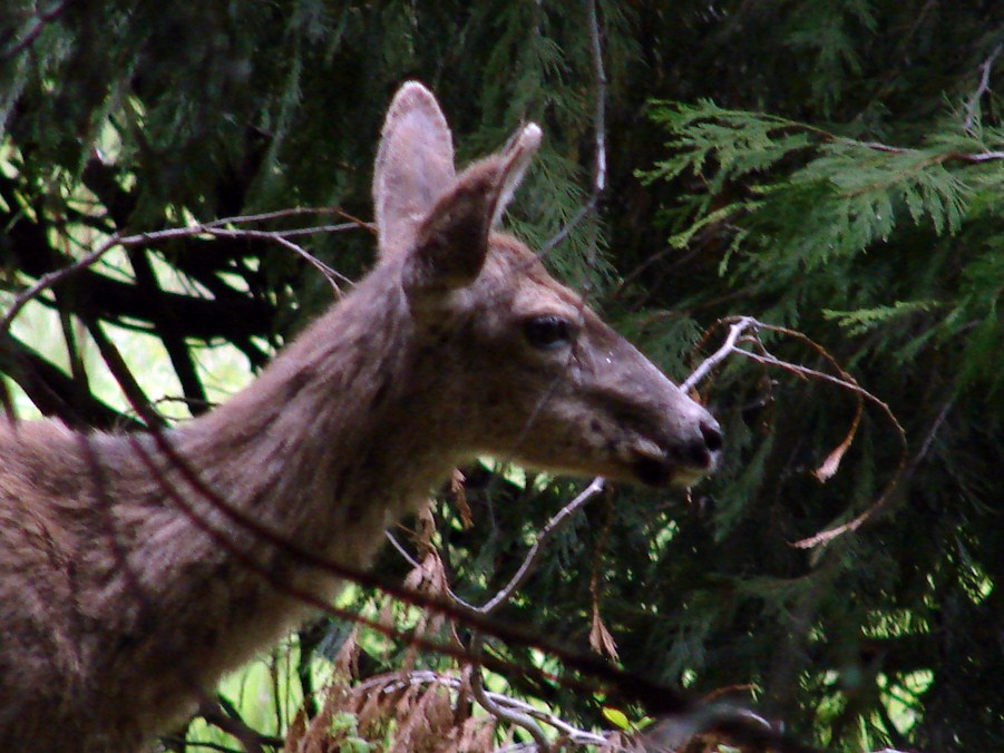 FAUNE 4 (14).JPG
